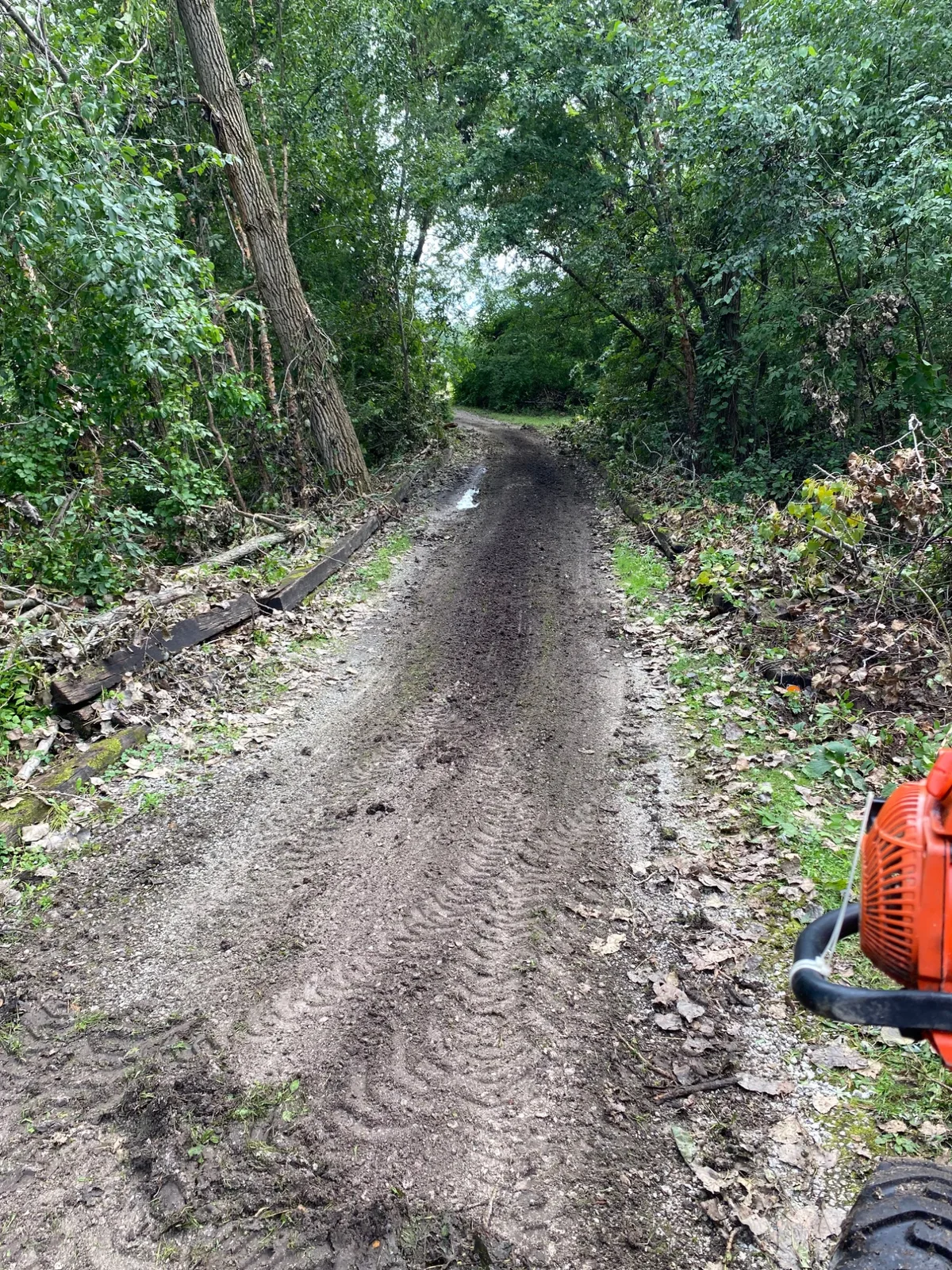 Muddy, rutted dirt driveway through the woods with standing water